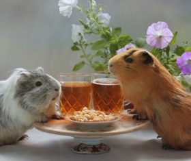 Two lovely Domesticated Guinea Pig Stock Photo