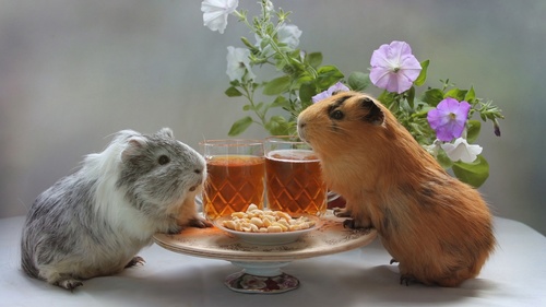 Two lovely Domesticated Guinea Pig Stock Photo