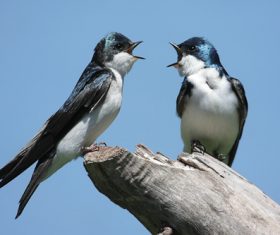 Two swallows standing on the trunk Stock Photo