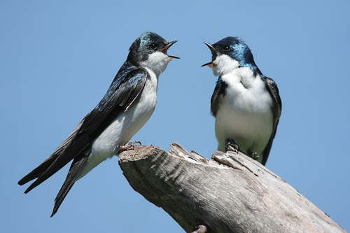 Two swallows standing on the trunk Stock Photo