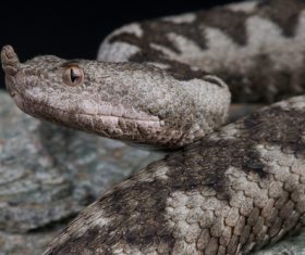 Viper snake Stock Photo 01