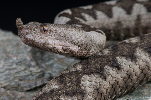 Viper snake Stock Photo 01