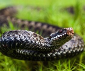 Viper snake Stock Photo 02