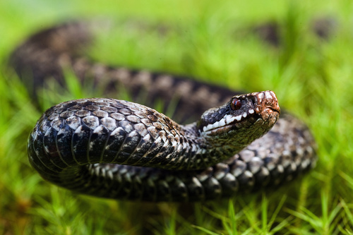 Viper snake Stock Photo 02