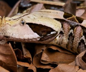 Viper snake Stock Photo 03