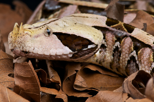Viper snake Stock Photo 03