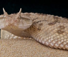 Viper snake Stock Photo 04