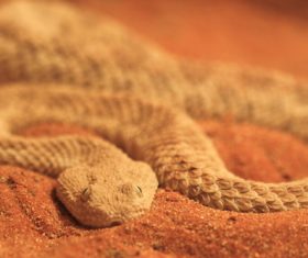 Viper snake Stock Photo 05