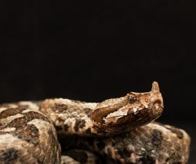 Viper snake Stock Photo 06