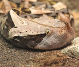 Viper snake Stock Photo 07