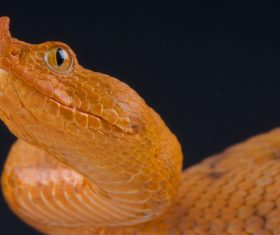 Viper snake Stock Photo 08