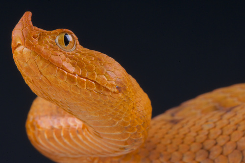 Viper snake Stock Photo 08