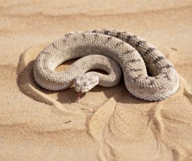 Viper snake Stock Photo 11