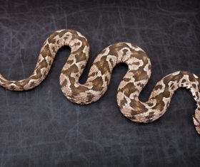 Viper snake Stock Photo 12