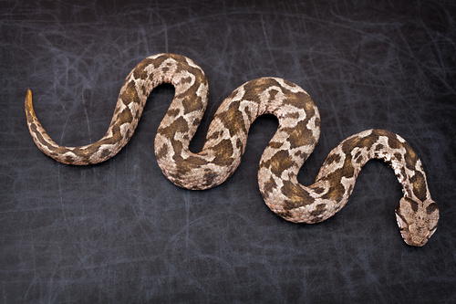 Viper snake Stock Photo 12
