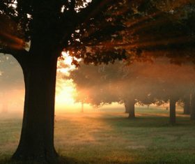 Warm forest sunshine Stock Photo 01