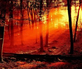 Warm forest sunshine Stock Photo 02