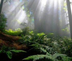 Warm forest sunshine Stock Photo 03