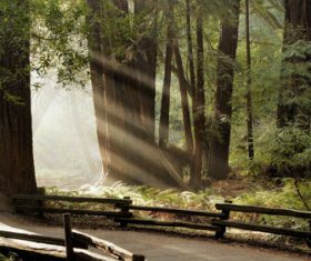 Warm forest sunshine Stock Photo 04