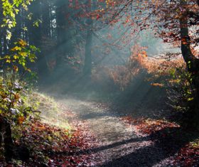 Warm forest sunshine Stock Photo 05
