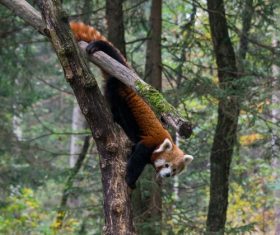 Wild Lesser panda Stock Photo 01
