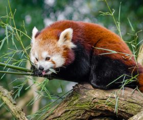 Wild Lesser panda Stock Photo 02