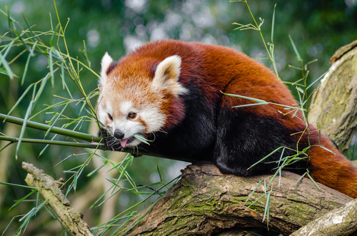 Wild Lesser panda Stock Photo 02 free download