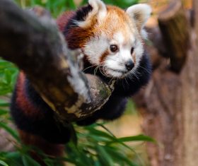 Wild Lesser panda Stock Photo 03