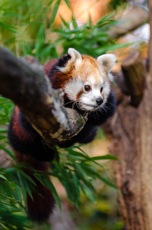 Wild Lesser panda Stock Photo 03