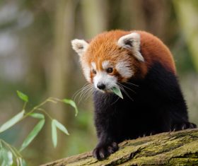 Wild Lesser panda Stock Photo 04