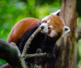 Wild Lesser panda Stock Photo 05