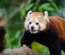 Wild Lesser panda Stock Photo 06