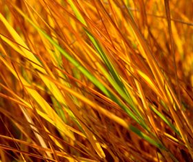 Withered plants in the wild in autumn Stock Photo 02