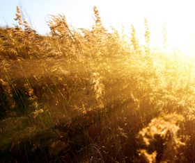 Withered plants in the wild in autumn Stock Photo 03