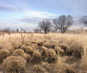 Withered plants in the wild in autumn Stock Photo 04