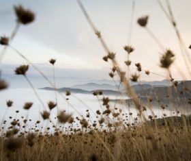 Withered plants in the wild in autumn Stock Photo 07
