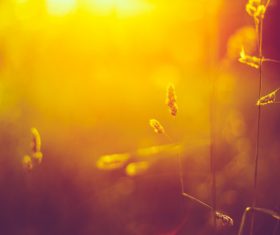 Withered plants in the wild in autumn Stock Photo 09