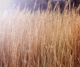 Withered plants in the wild in autumn Stock Photo 10