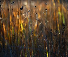 Withered plants in the wild in autumn Stock Photo 11
