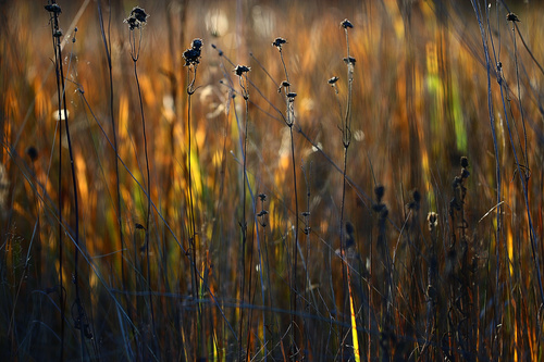 Withered plants in the wild in autumn Stock Photo 11