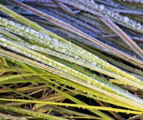 Withered plants in the wild in autumn Stock Photo 12