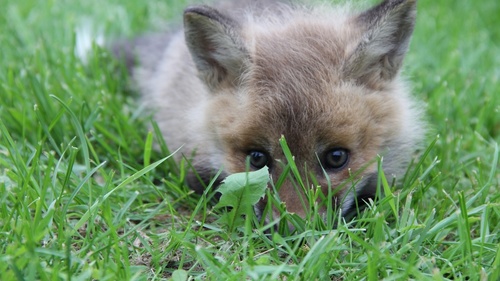 a fox cub Stock Photo 01