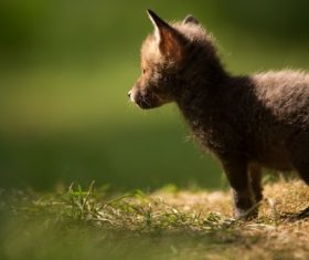 a fox cub Stock Photo 02