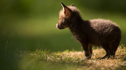 a fox cub Stock Photo 02