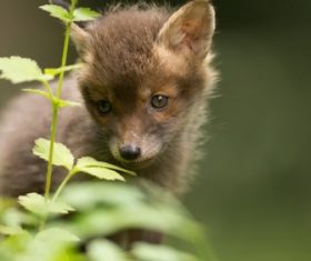 a fox cub Stock Photo 03