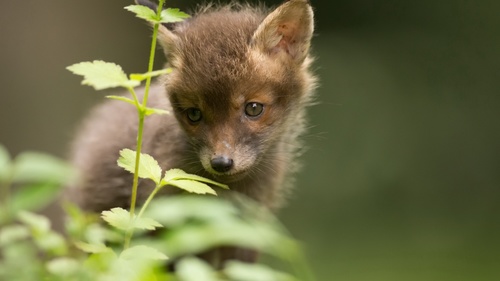 a fox cub Stock Photo 03