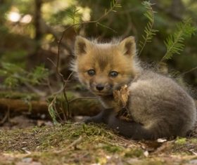 a fox cub Stock Photo 04