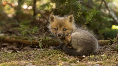 a fox cub Stock Photo 04