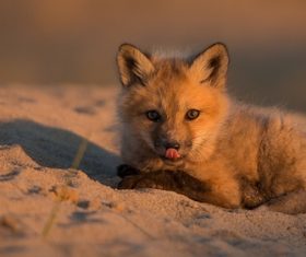 a fox cub Stock Photo 06