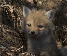 a fox cub Stock Photo 08
